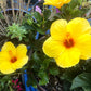 Hibiscus Sunset Yellow - Live Plant in a 3 Gallon Pot - Hibiscus Rosa Sinensis &