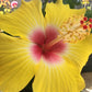 Hibiscus Sunset Yellow - Live Plant in a 3 Gallon Pot - Hibiscus Rosa Sinensis &