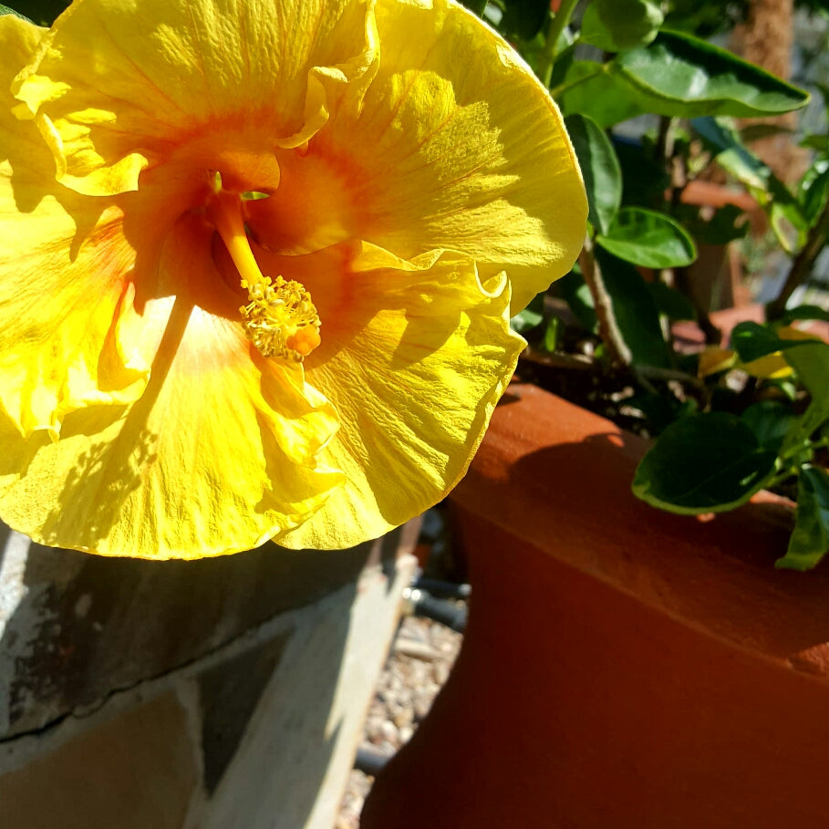 double yellow flower live hibiscus potted plant Hibiscus Sunset Yellow - Live Plant in a 3 Gallon Pot - Hibiscus Rosa Sinensis 'Sunset Yellow'