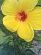 Hibiscus Sunset Yellow Standard Tree - Live Plant in a 10 Inch Pot - Hibiscus Rosa Sinensis &