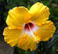 Hibiscus Sunset Yellow Standard Tree - Live Plant in a 10 Inch Pot - Hibiscus Rosa Sinensis &