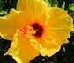 Hibiscus Sunset Yellow Standard Tree - Live Plant in a 10 Inch Pot - Hibiscus Rosa Sinensis &
