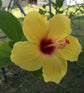 Hibiscus Sunset Yellow Standard Tree - Live Plant in a 10 Inch Pot - Hibiscus Rosa Sinensis &