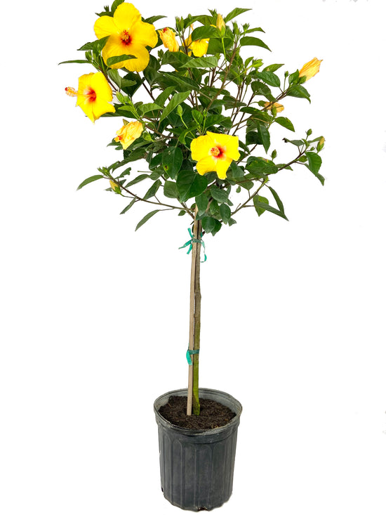 Hibiscus Sunset Yellow Standard Tree - Live Plant in a 10 Inch Pot - Hibiscus Rosa Sinensis &