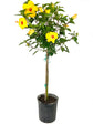 Hibiscus Sunset Yellow Standard Tree - Live Plant in a 10 Inch Pot - Hibiscus Rosa Sinensis &