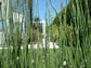 Horsetail Reed - Live Plant in a 6 Inch Pot - Equisetum Hyemale - Extremely Rare Plants from Florida