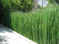 Horsetail Reed - Live Plant in a 6 Inch Pot - Equisetum Hyemale - Extremely Rare Plants from Florida