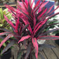 Hot Pepper Cordyline Plant - Ti Plant - Live Plant in a 10 Inch Growers Pot - Cordyline Fruticosa &
