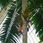 Hurricane Palm - Princess Palm - Live Plant in a 10 Inch Growers Pot - Dictyosperma Album - Extremely Rare Palms from Florida