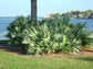 Hybrid Saw Palmetto - Live Plant in a 10 Inch Growers Pot - Serenoa Repens ‘Silver Green’ - Native Ornamental Palms from Florida