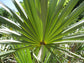 Hybrid Saw Palmetto - Live Plant in a 10 Inch Growers Pot - Serenoa Repens ‘Silver Green’ - Native Ornamental Palms from Florida