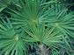 Hybrid Saw Palmetto - Live Plant in a 10 Inch Growers Pot - Serenoa Repens ‘Silver Green’ - Native Ornamental Palms from Florida