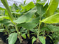Ice Cream Banana Tree - Live Tree in a 3 Gallon Pot - Blue Java - 2 to 3 Feet Tall - Edible Fruit Bearing Tree for The Patio and Garden