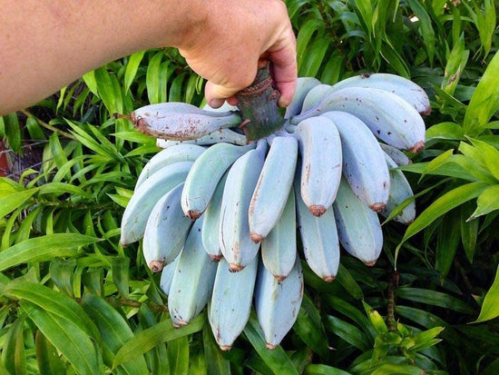 Ice Cream Banana Tree - Live Tree in a 3 Gallon Pot - Blue Java - 2 to 3 Feet Tall - Edible Fruit Bearing Tree for The Patio and Garden