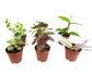 Indoor Fairy Garden Terrarium Houseplant Collection - 6 Live Plants in 2 Inch Pots - Grower&