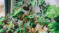 Indoor Fairy Garden Terrarium Houseplant Collection - 6 Live Plants in 2 Inch Pots - Grower&
