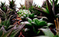 Indoor Fairy Garden Terrarium Houseplant Collection - 5 Live Plants in 2 Inch Pots - Grower&