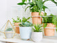 Indoor Fairy Garden Terrarium Houseplant Collection - 6 Live Plants in 2 Inch Pots - Grower&