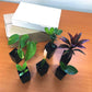 Indoor Fairy Garden Terrarium Houseplant Collection - 6 Live Plants in 2 Inch Pots - Grower&