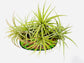 Ionantha Bonsai Air Plant Tree - 5 Live Plants in an Artificial Bonsai Tree Planter - Hand Crafted - Beautiful and Charming Eye-Catching Home Decor - Great Gift for Plant Lovers