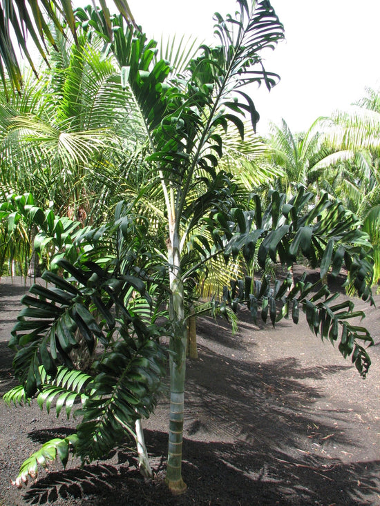 Ivovowo Palm - Live Plant in a 1 Gallon Growers Pot - Dypsis Lanceolata - Extremely Rare Palms from Florida - Palms Delivered to Your Door