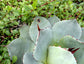 J. C. Raulston Hardy Century Plant - Live Plant in a 4 Inch Pot - Agave Parryi &