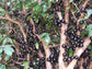 Jaboticaba Tree - Live Plant in a 3 Inch Growers Pot - Plinia Cauliflora - Starter Tree - Edible Fruit Trees from Florida