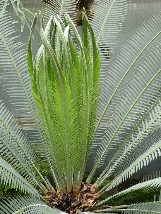 Jacala Dioon Edule Cycad - Mexican Fern Palm - Live Plant in a 4 Inch Growers Pot - Dioon Edule &
