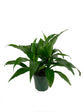 Dracaena Janet Craig - Live Plant in a 6 Inch Pot - Dracaena Deremensis - Easy Care Indoor Air Cleaning Plant