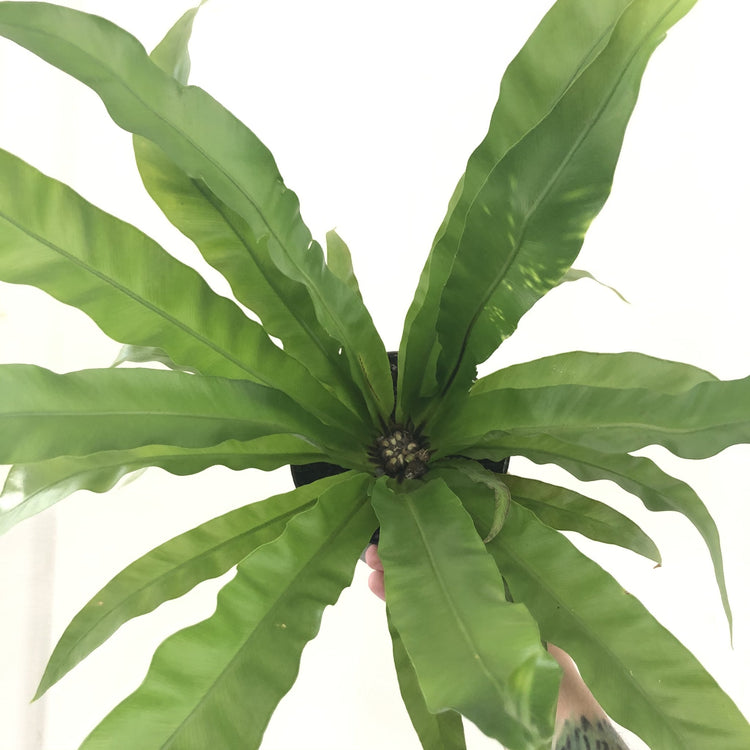 bird's nest fern hanging Japanese Bird's Nest Fern Hanging Basket