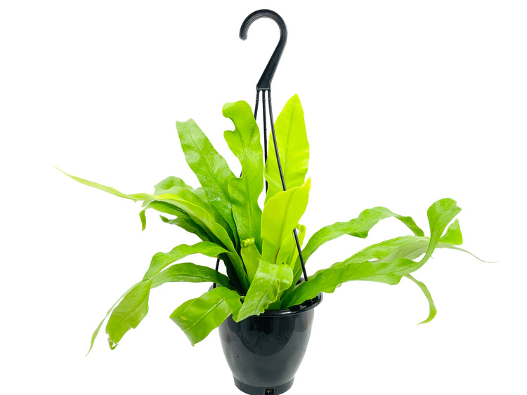 japanese birds nest fern Japanese Bird's Nest Fern Hanging Basket