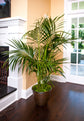 Kentia Palm - Live Plant in an 10 Inch Growers Pot - Howea Forsteriana - Beautiful Clean Air Indoor Outdoor Houseplant