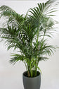 Kentia Palm - Live Plant in an 10 Inch Growers Pot - Howea Forsteriana - Beautiful Clean Air Indoor Outdoor Houseplant