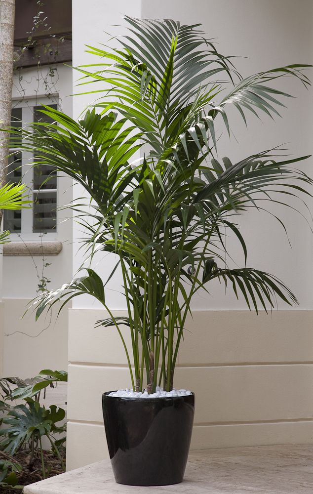palm in planter Kentia Palm - Live Plant in an 10 Inch Growers Pot - Howea Forsteriana