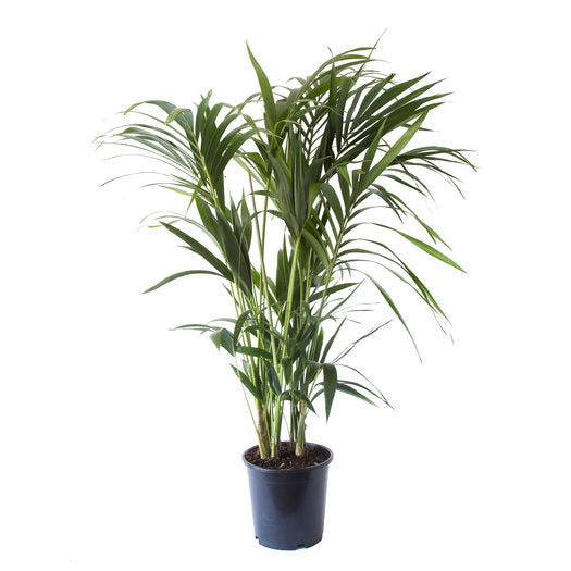 Plant in a Box - Kentia Palmier XXL - Howea Forsteriana - Plante verte  interieur vivante - Purifiante - Pot 24cm - Hauteur 150-170cm : :  Jardin