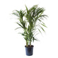 Kentia Palm - Live Plant in an 10 Inch Growers Pot - Howea Forsteriana - Beautiful Clean Air Indoor Outdoor Houseplant