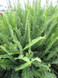Australian Sword Kimberly Queen Fern - Live Plant in a 6 Inch Pot - Nephrolepis Obliterata - Wind Tolerant Herbaceous Fern