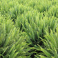 Australian Sword Kimberly Queen Fern - Live Plant in a 6 Inch Pot - Nephrolepis Obliterata - Wind Tolerant Herbaceous Fern