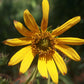 Lakeside Sunflower - Live Plant in a 6 Inch Pot - Helianthus Carnosus - Butterfly and Bee Attracting Native Wildflowers from Florida