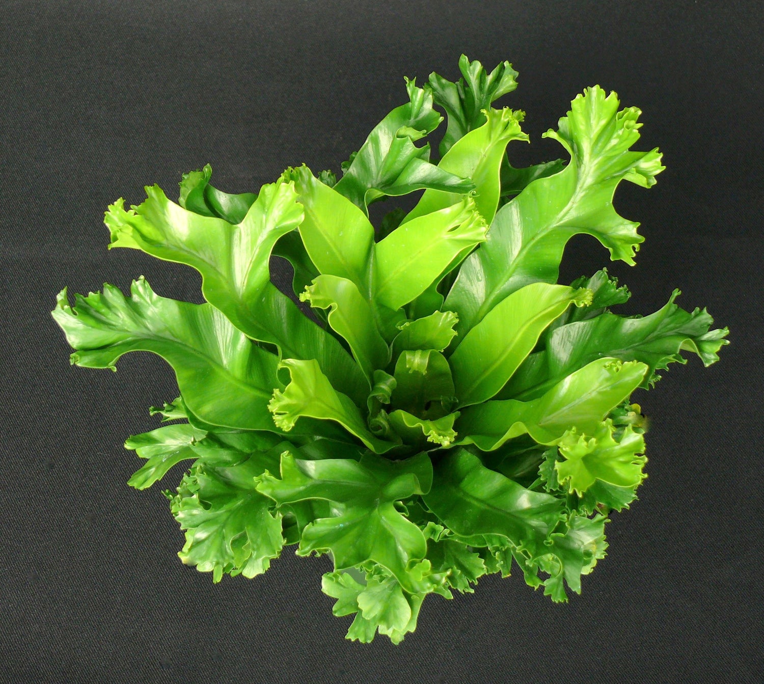 japanese crested birds nest fern Leslie Crested Japanese Birdsnest Fern Hanging Basket