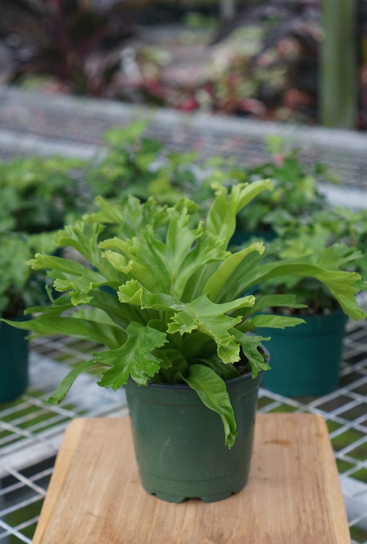 bird nest fern leslie Leslie Crested Birdsnest Fern - Live Plant in a 6 Inch Pot