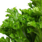 Leslie Crested Birdsnest Fern - Live Plant in a 6 Inch Pot - Asplenium Antiquum - Rare and Beautiful Ferns from Florida