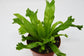 Leslie Crested Birdsnest Fern - Live Plant in a 6 Inch Pot - Asplenium Antiquum - Rare and Beautiful Ferns from Florida