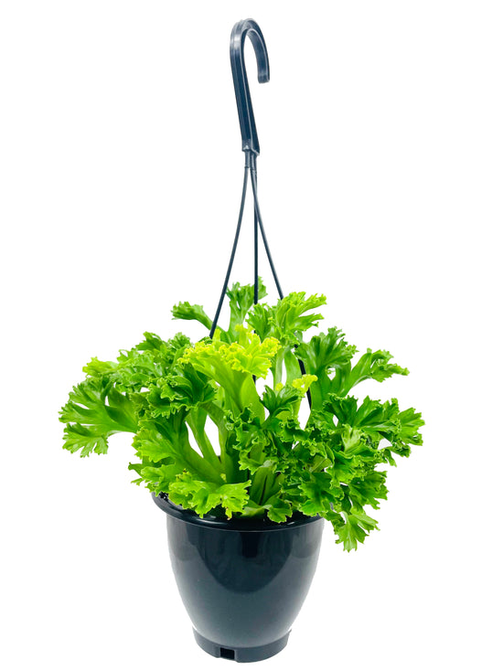 Leslie Crested Japanese Birdsnest Fern Hanging Basket - Live Plant in a 4 Inch Hanging Pot - Asplenium Antiquum - Beautiful Clean Air Indoor Houseplant Fern