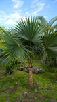 Lesser Antilles Silver Thatch Palm - Live Plant in a 4 Inch Pot - Coccothrinax Barbadensis - Extremely Rare and Unusual Ornamental Palms of Florida