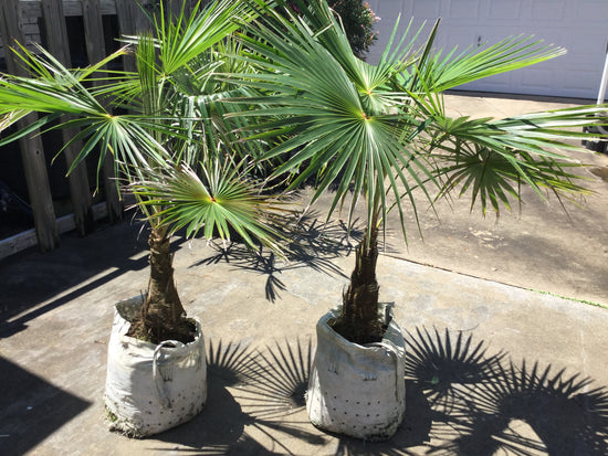 Lesser Antilles Silver Thatch Palm - Live Plant in a 4 Inch Pot - Coccothrinax Barbadensis - Extremely Rare and Unusual Ornamental Palms of Florida