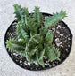 Lifesaver Cactus - Live Plant in a 4 Inch Pot - Huernia Zebrina - Extremely Rare Cactus Succulent from Florida