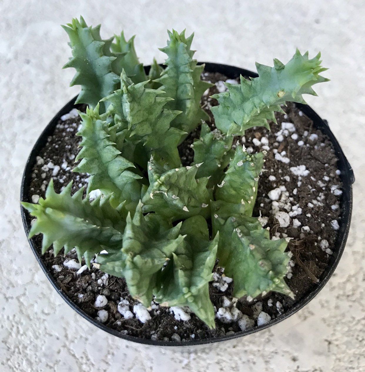 rare succulent plant for sale Lifesaver Cactus - Live Plant in a 4 Inch Pot - Huernia Zebrina