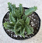 Lifesaver Cactus - Live Plant in a 4 Inch Pot - Huernia Zebrina - Extremely Rare Cactus Succulent from Florida