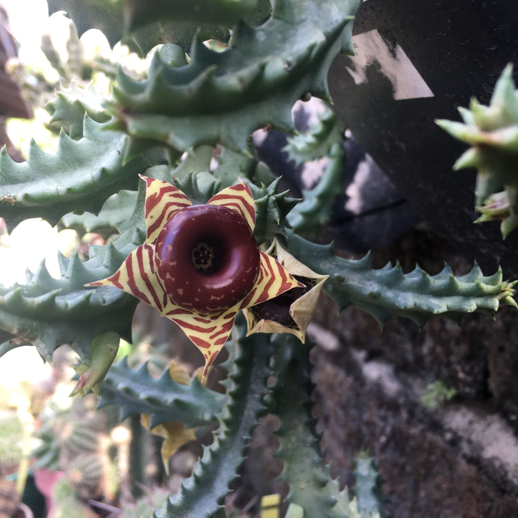 lifesaver cactus succulent Lifesaver Cactus - Live Plant in a 4 Inch Pot - Huernia Zebrina